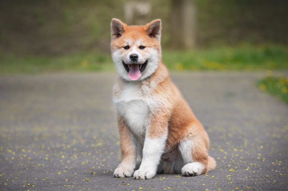 Akita Inu puppy sitting on the road