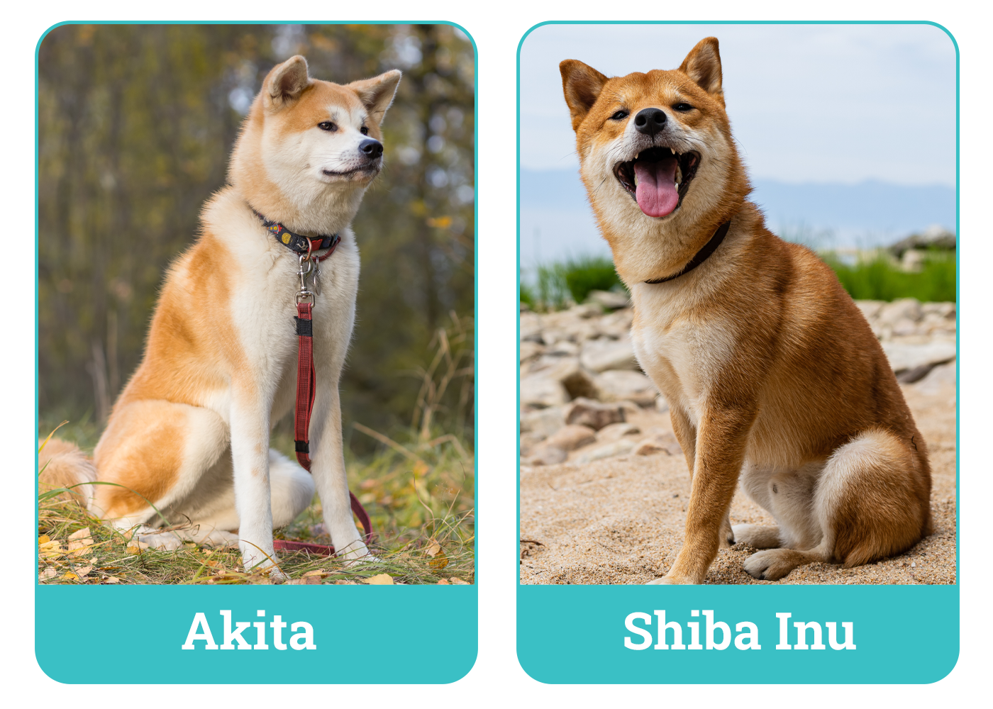 Akita vs Shiba Inu