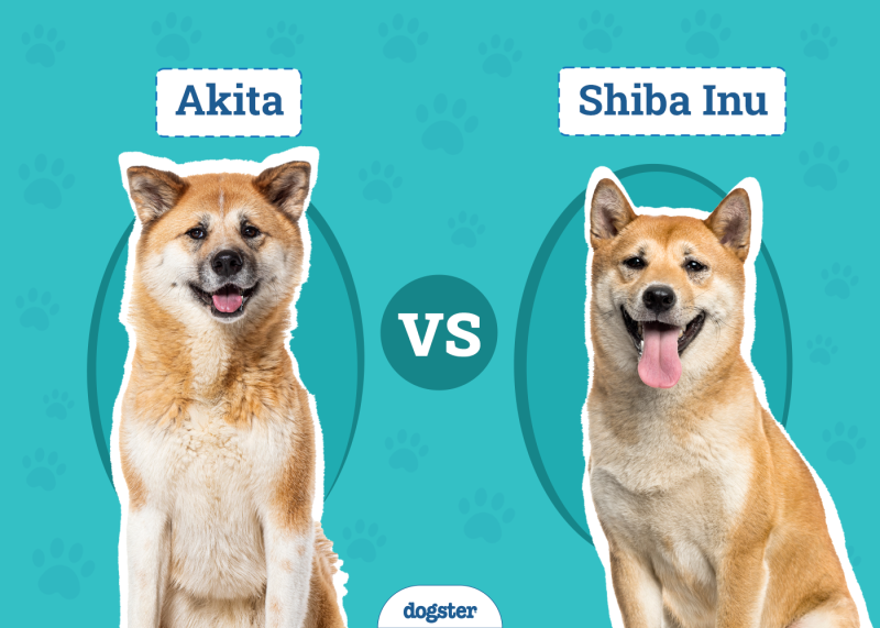 Akita vs Shiba Inu