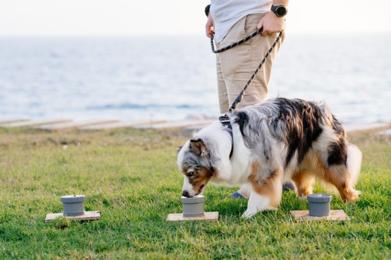 Do Dogs and Guinea Pigs Get Along? 6 VetApproved Tips on Living With Them Both Dogster