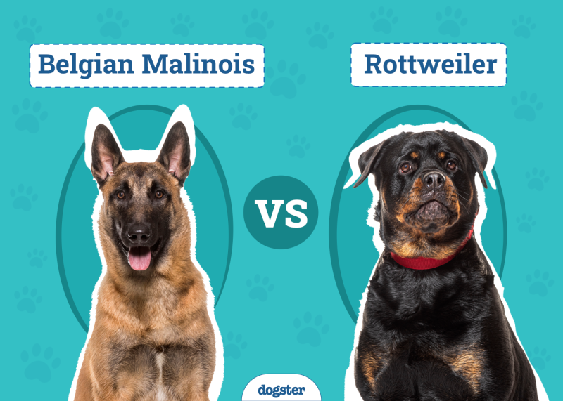 Belgian Malinois vs Rottweiler
