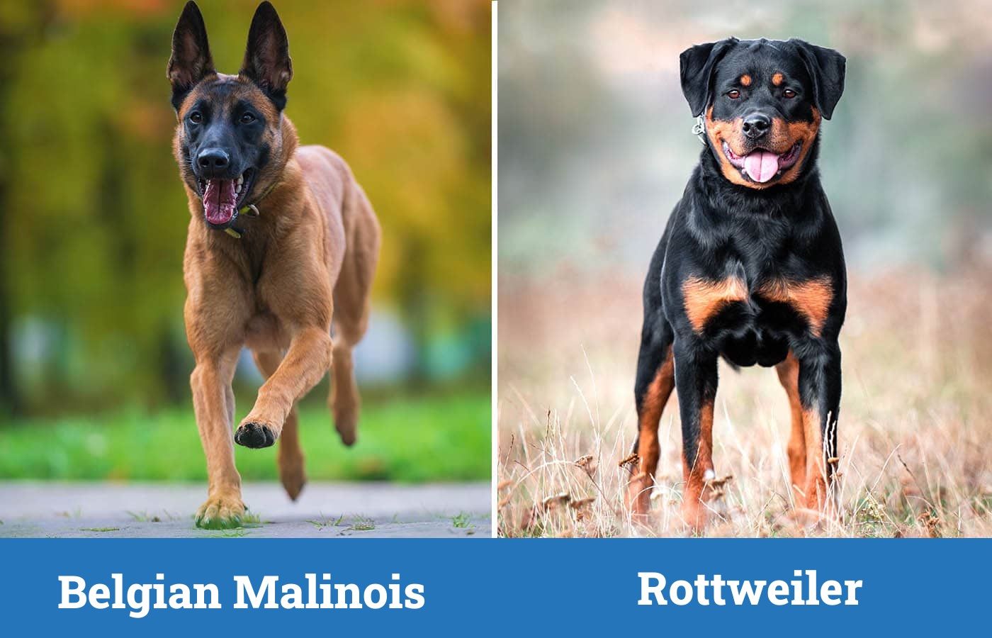 Belgian Malinois vs Rottweiler: Differences Explained (With Pictures ...