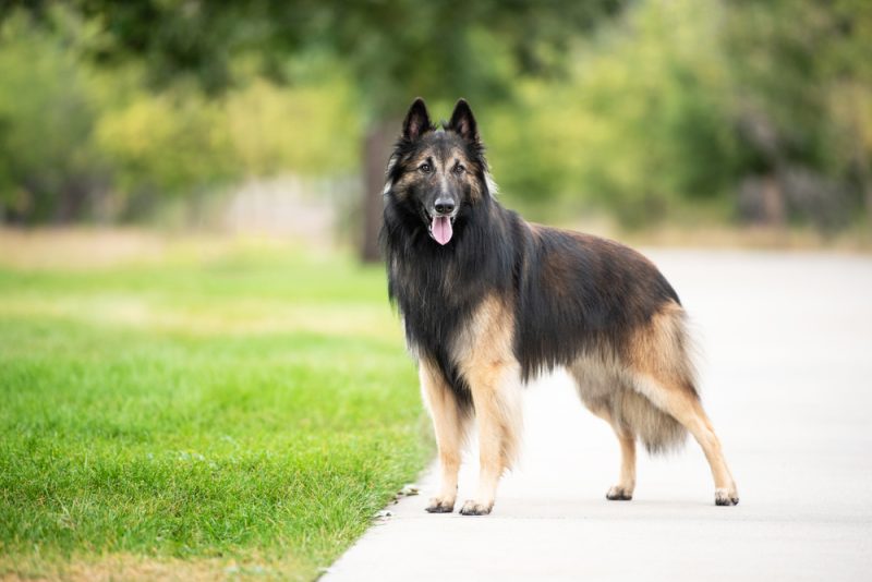 Belgian Tervuren standing outdoors