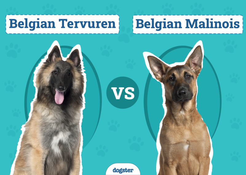 Belgian Tervuren vs Malinois