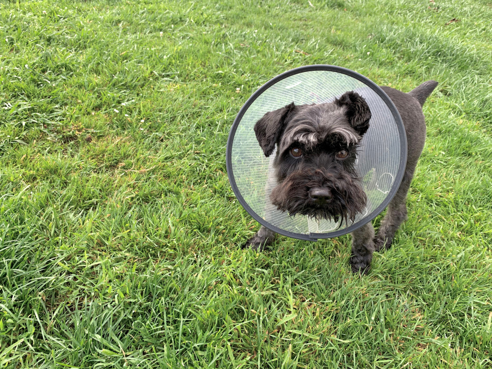 Black miniature schnauzer dog on the grass with an Elizabethan collar