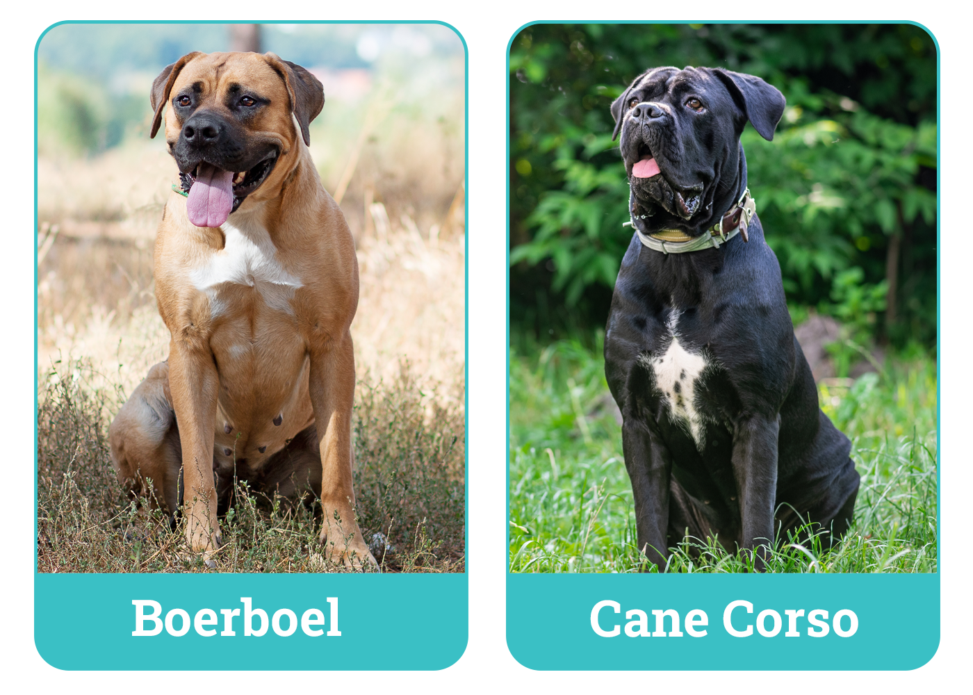Boerboel vs Cane Corso