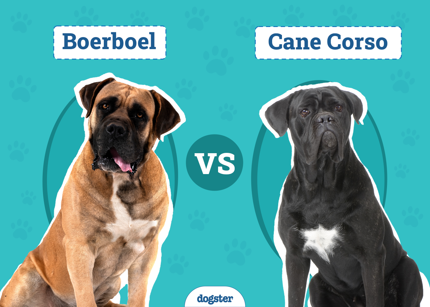 Boerboel vs Cane Corso