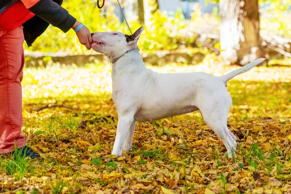 Bull terrier in the park with owner