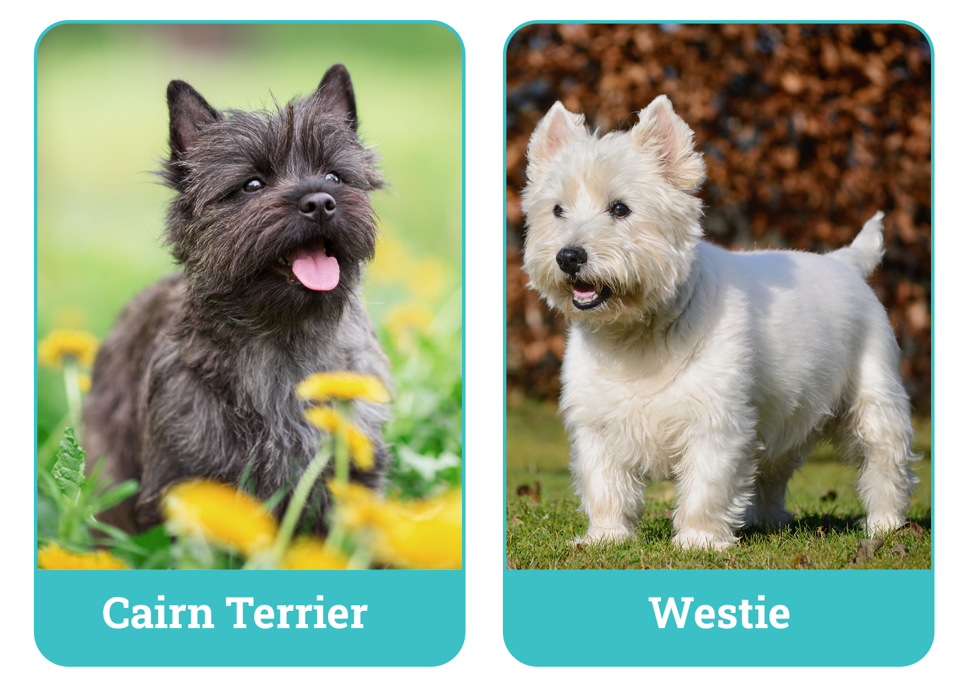 Cairn Terrier vs Westie