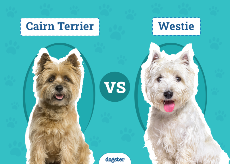 Cairn Terrier vs Westie
