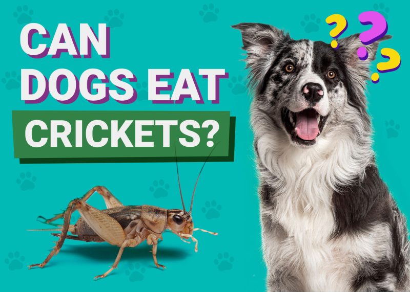 Can Dogs Eat_Crickets