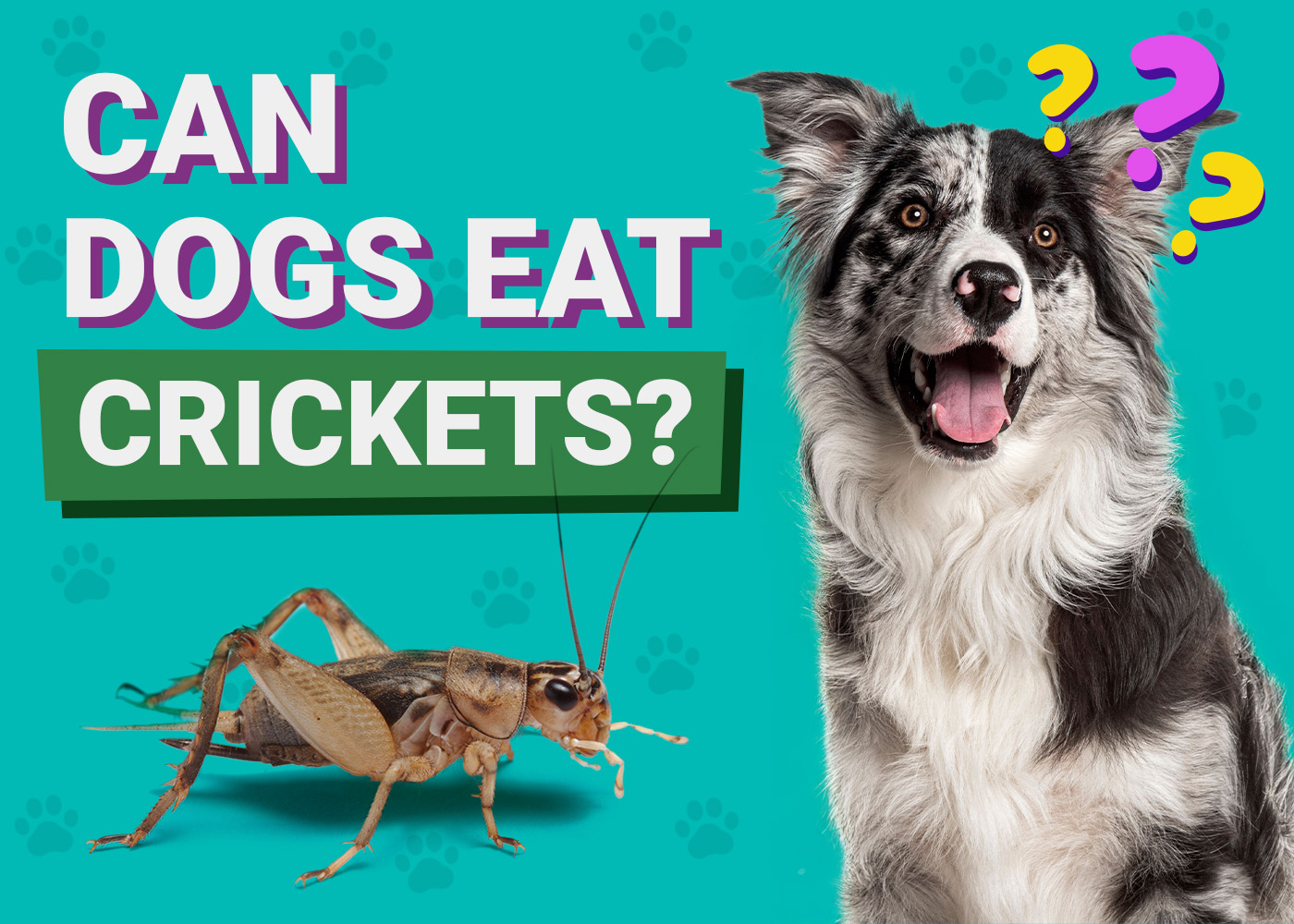 Can Dogs Eat_Crickets