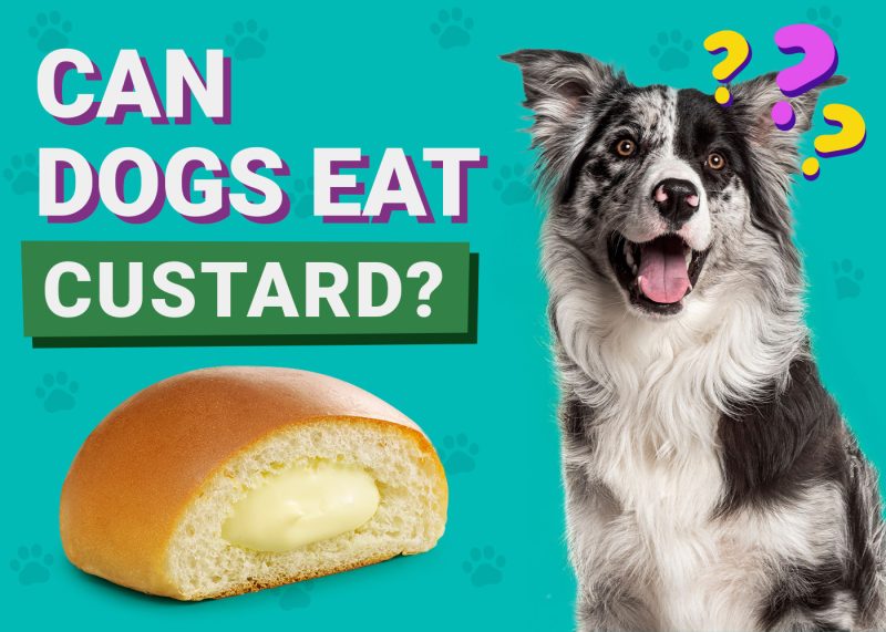Can Dogs Eat_Custard