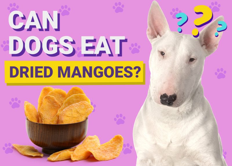 Can Dogs Eat_Dried Mangoes