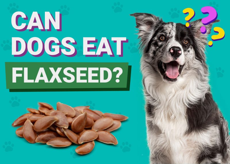 Can Dogs Eat_Flaxseed