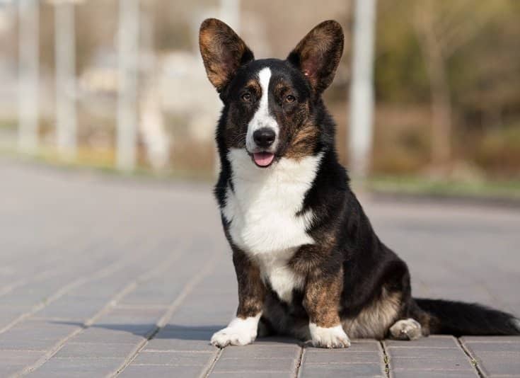 The Border Collie: Mastermind of the Dog World – Dogster