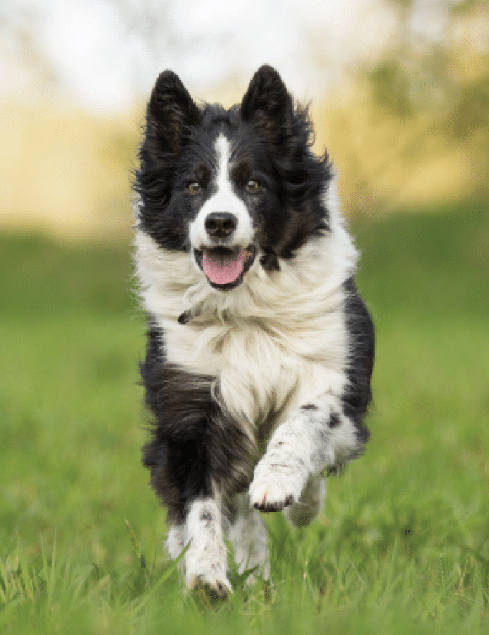 Border collie, Description, Temperament, & Facts