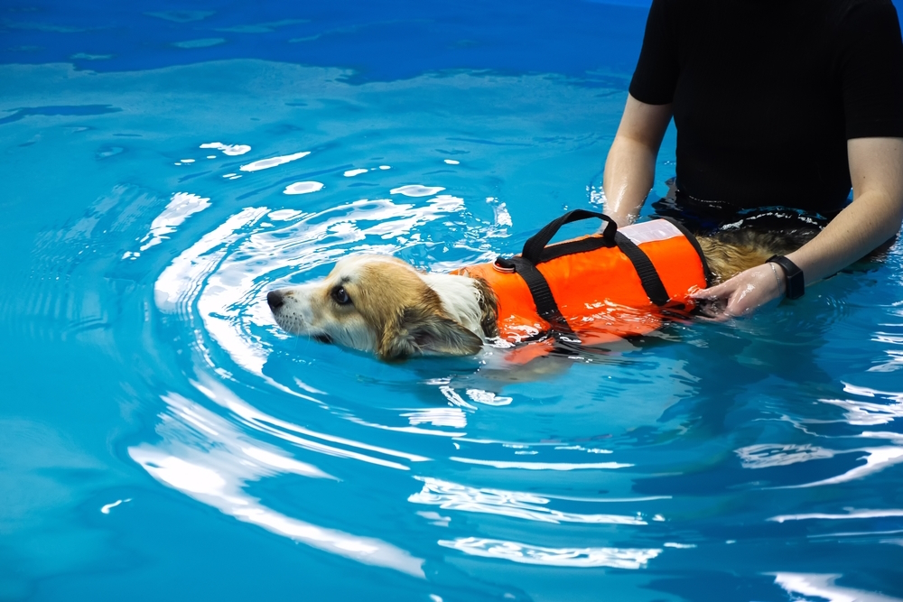 Corgi-dog-in-life-jacket-swim-in-the-swimming-pool