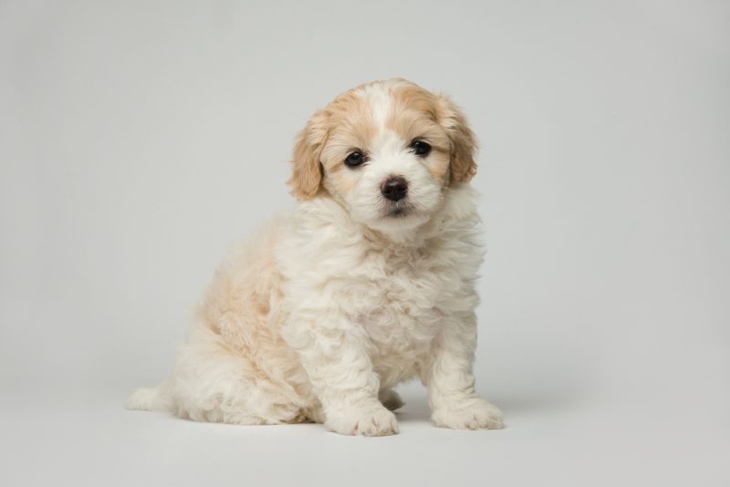 Cute-bichon-frise-puppy-sitting