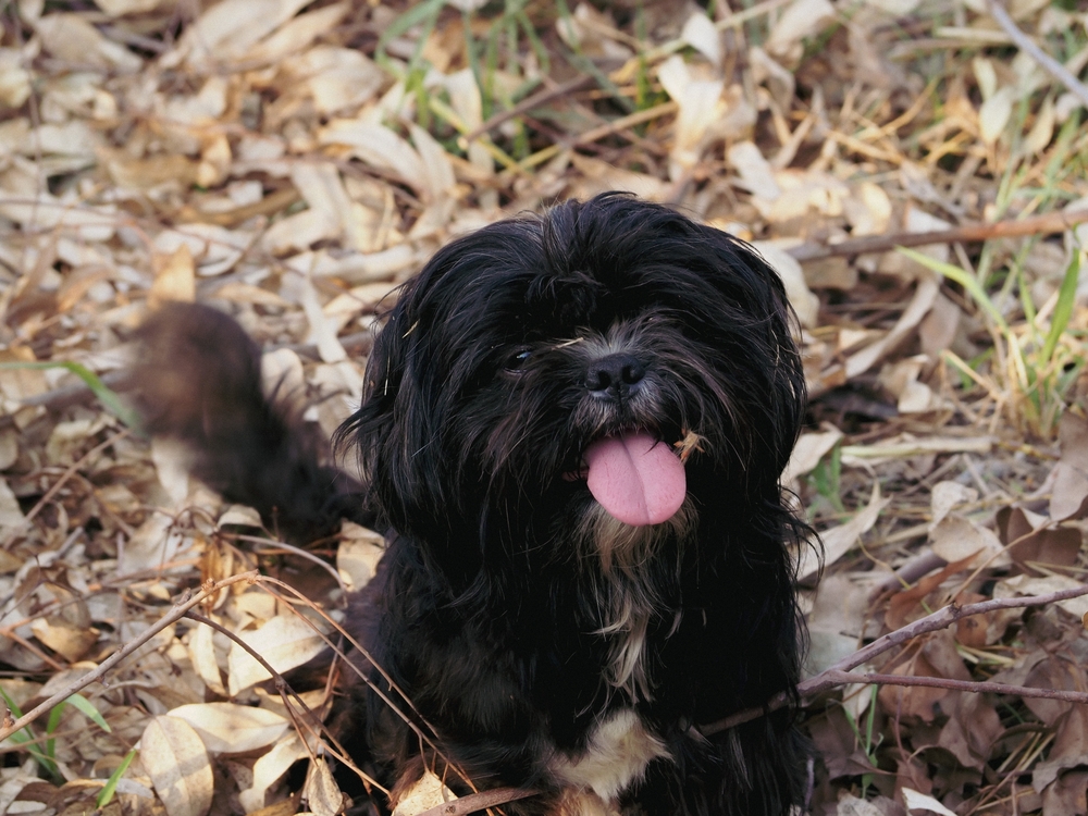 Cute black shih tzu dog walking in the forest