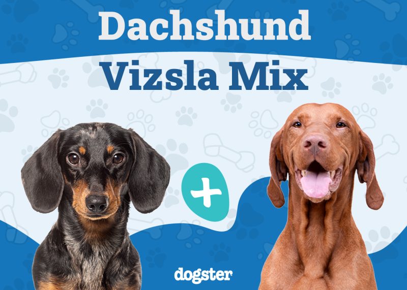Dachshund Vizsla Mix