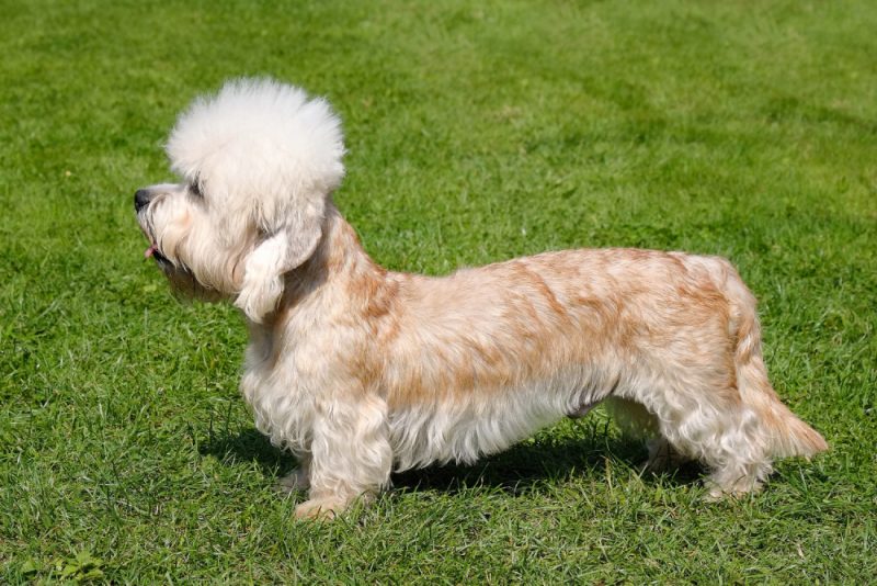 Dandie Dinmont Terrier dog standing on the grass outdoors