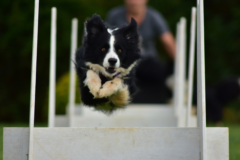 Dog engaged in a game of flyball