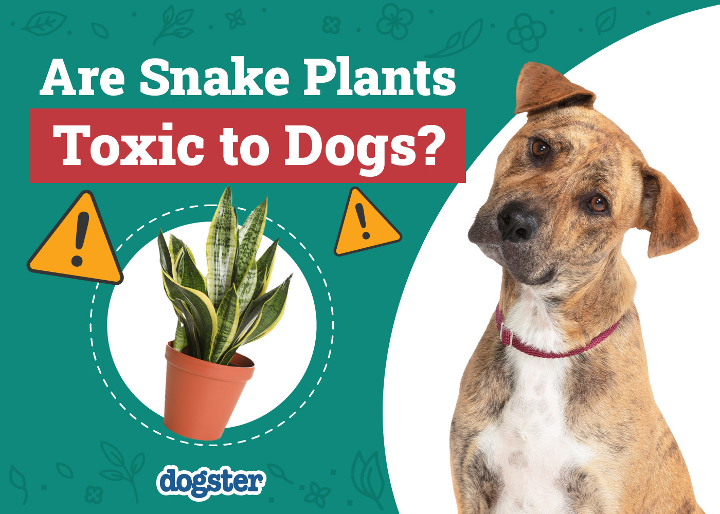 Dogster_Are Snake Plants Toxic to Dogs