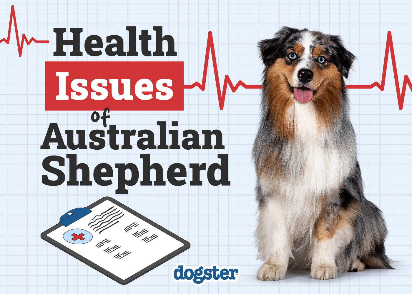 Dogster_Health Problems of Australian Shepherd