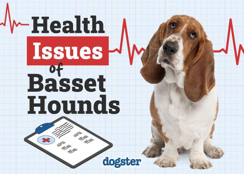 Dogster_Health Problems of Basset Hounds