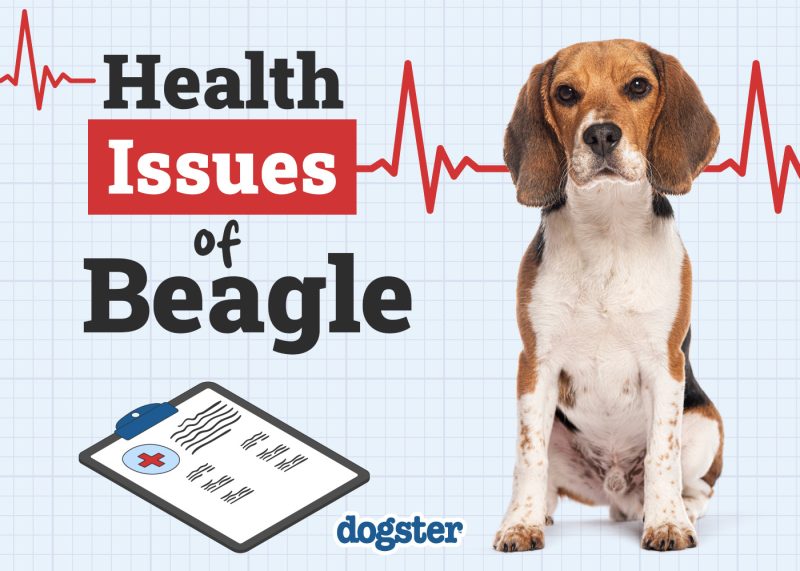 Dogster_Health Problems of Beagle