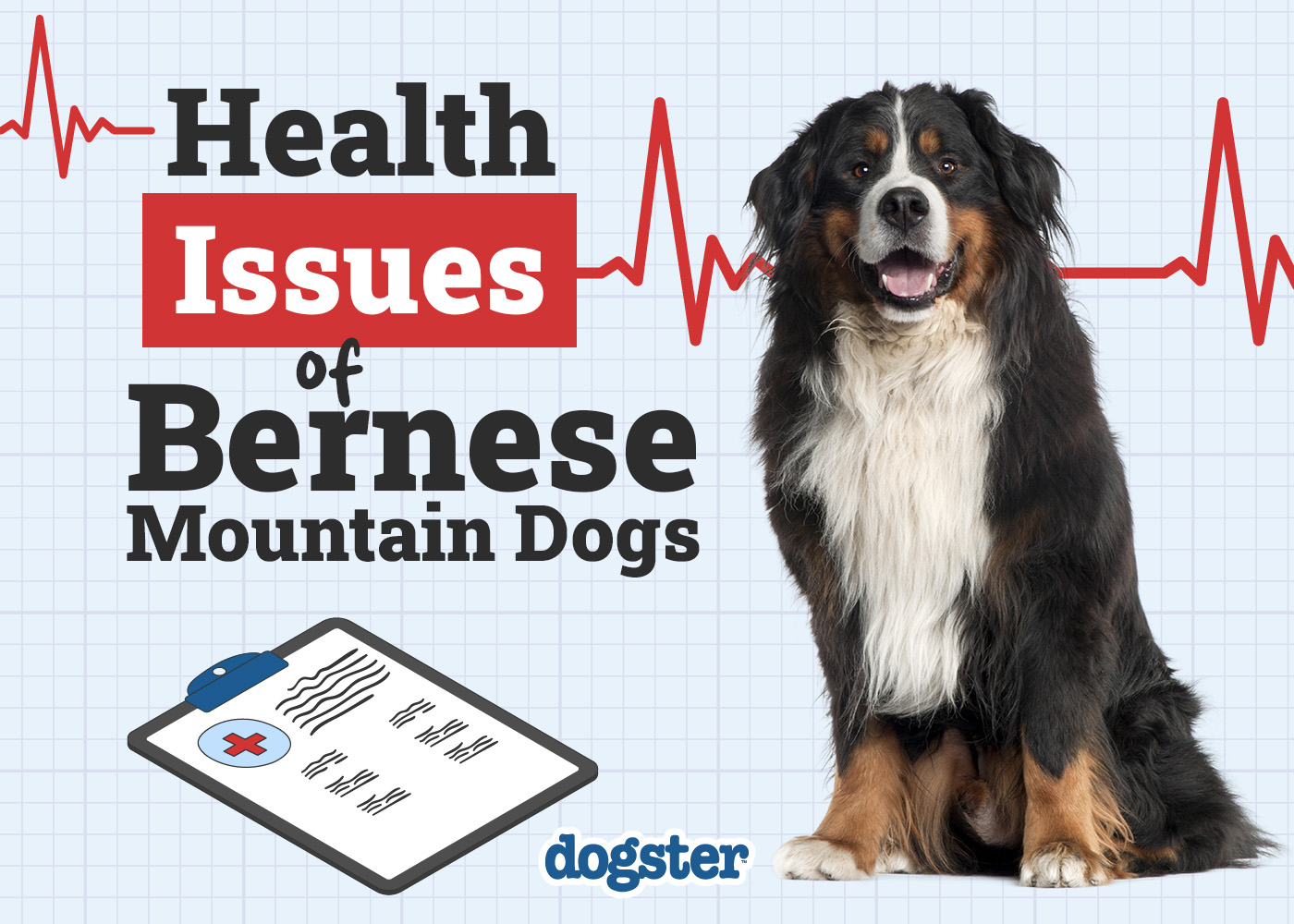 Dogster_Health Problems of Bernese Mountain Dogs