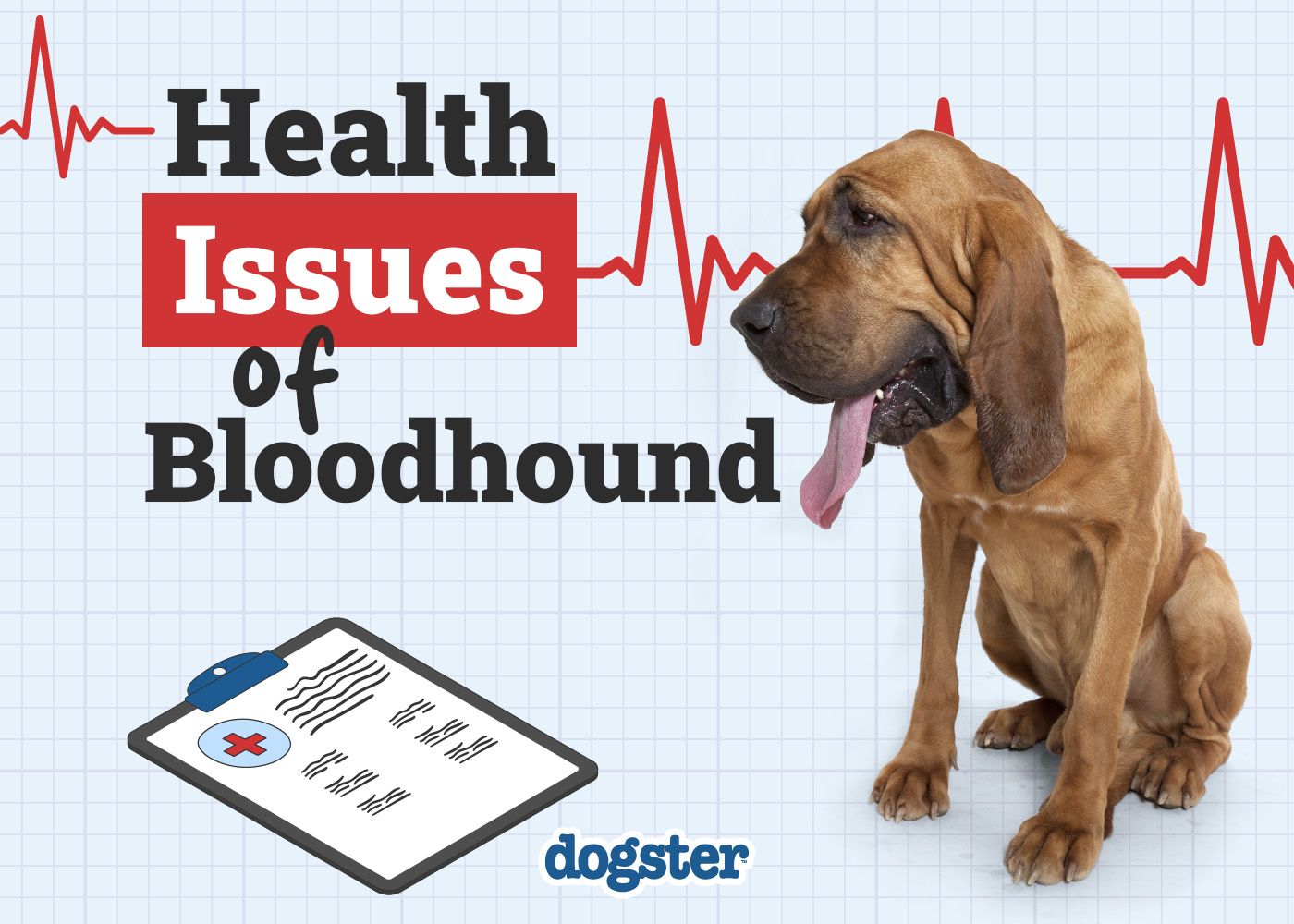 Dogster_Health Problems of Bloodhound