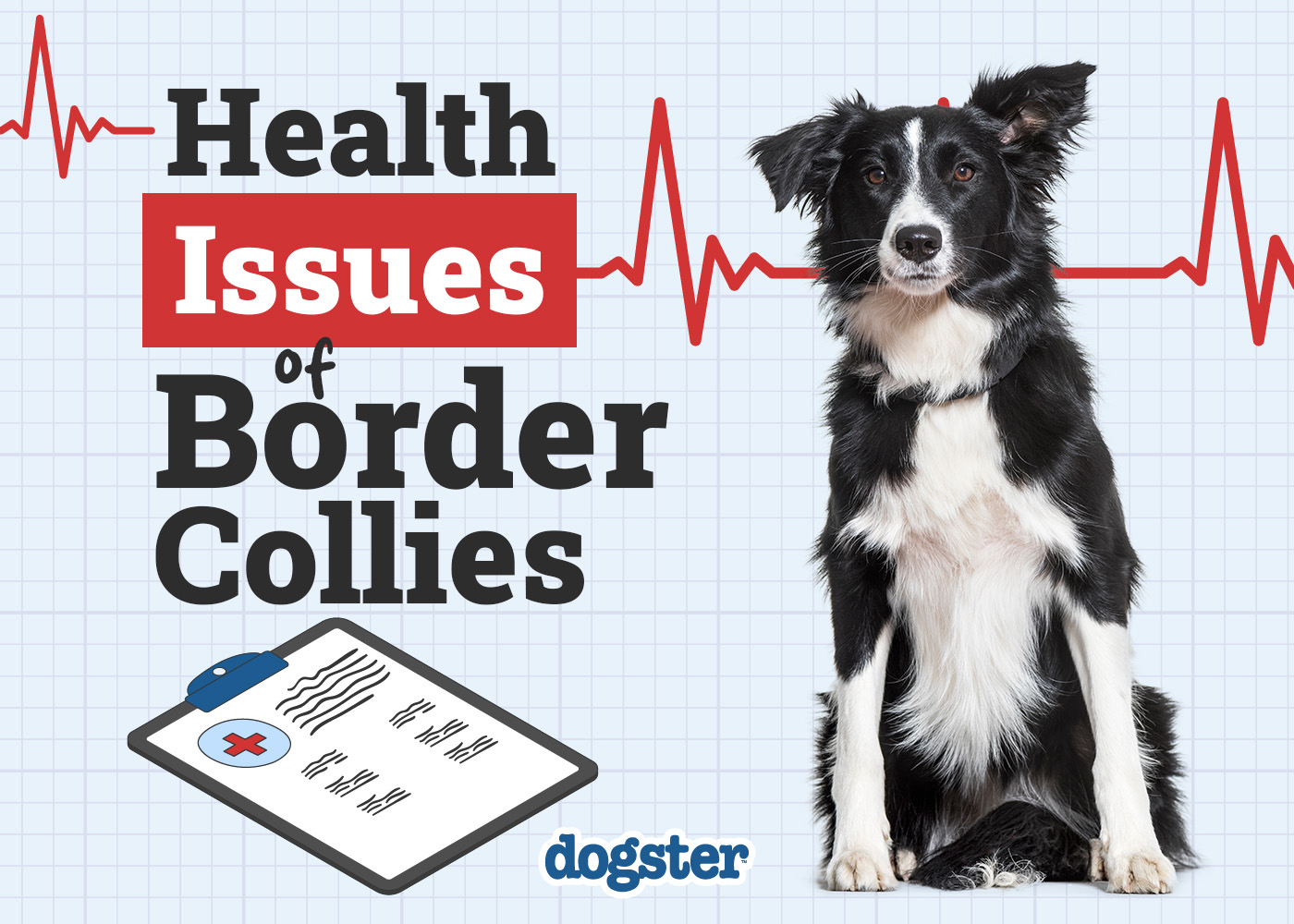 Dogster_Health Problems of Border Collies