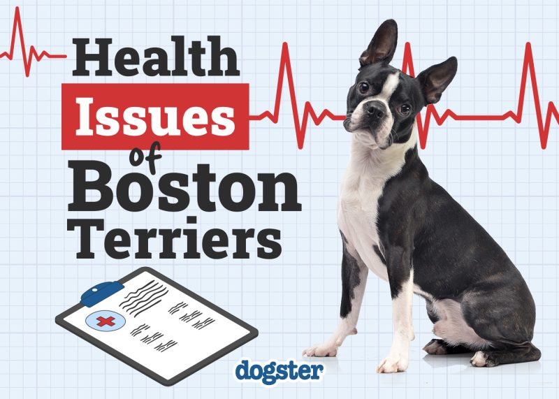 Dogster_Health Problems of Boston Terrier