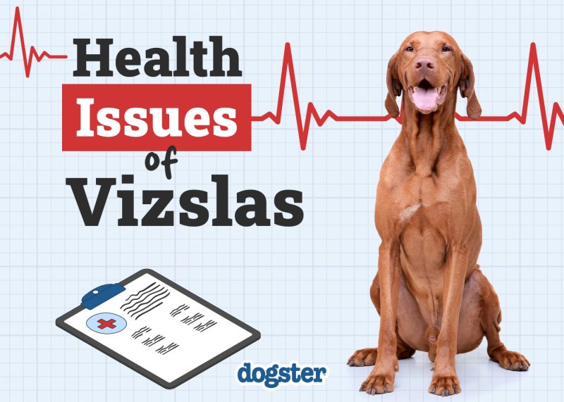 Dogster_Health Problems of Vizslas
