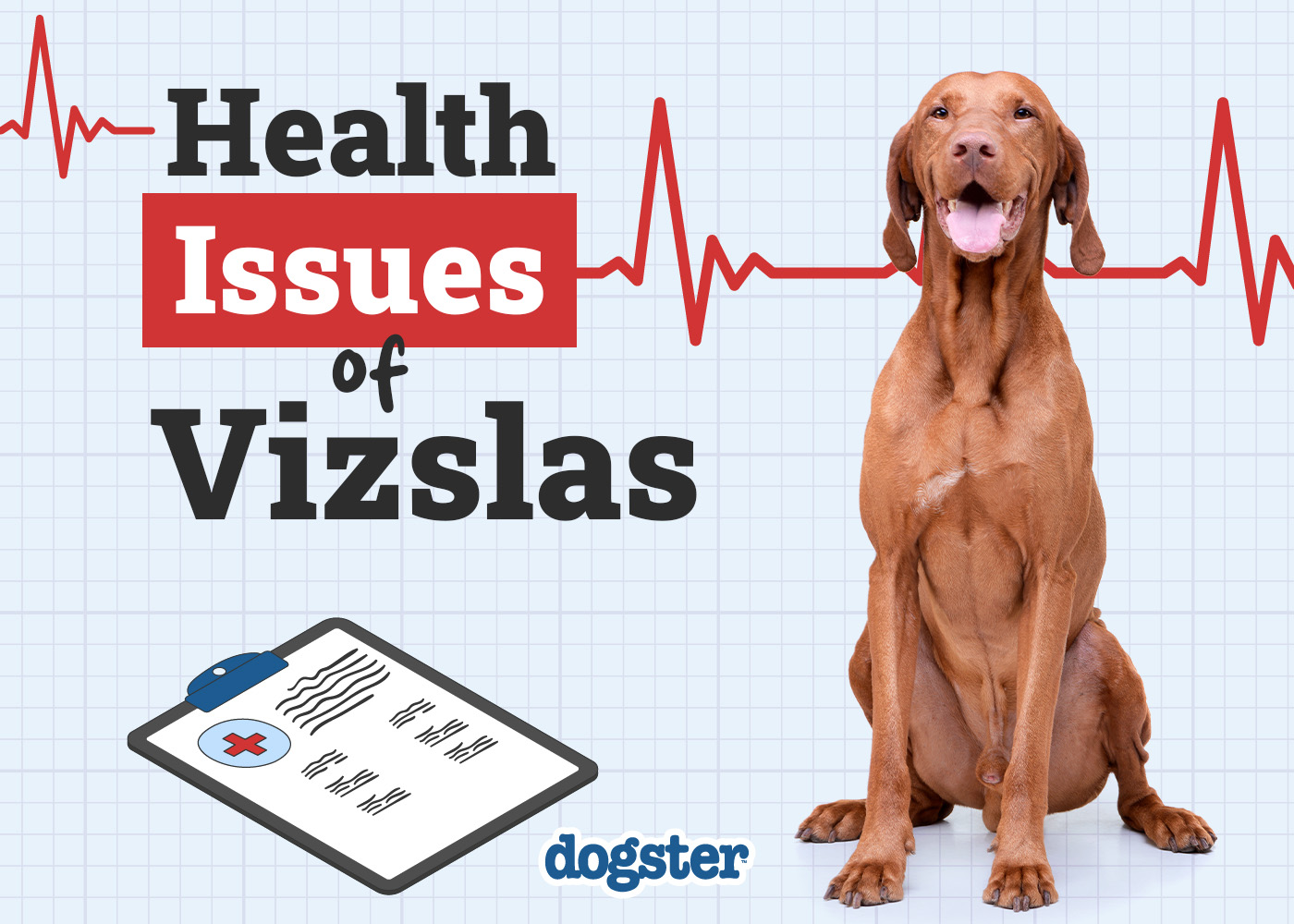 Dogster_Health Problems of Vizslas