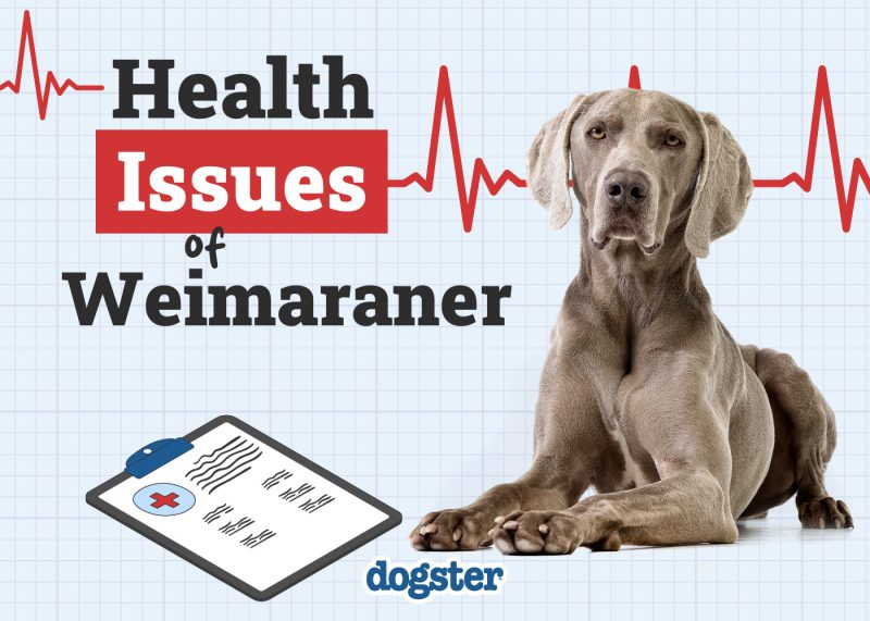 Dogster_Health Problems of Weimaraner