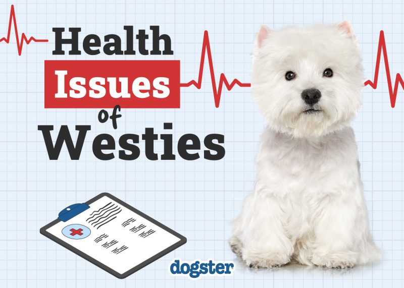 Dogster_Health Problems of Westie