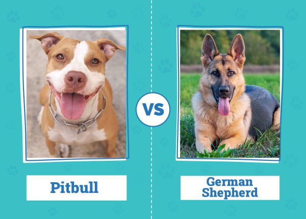 Pitbull vs German Shepherd