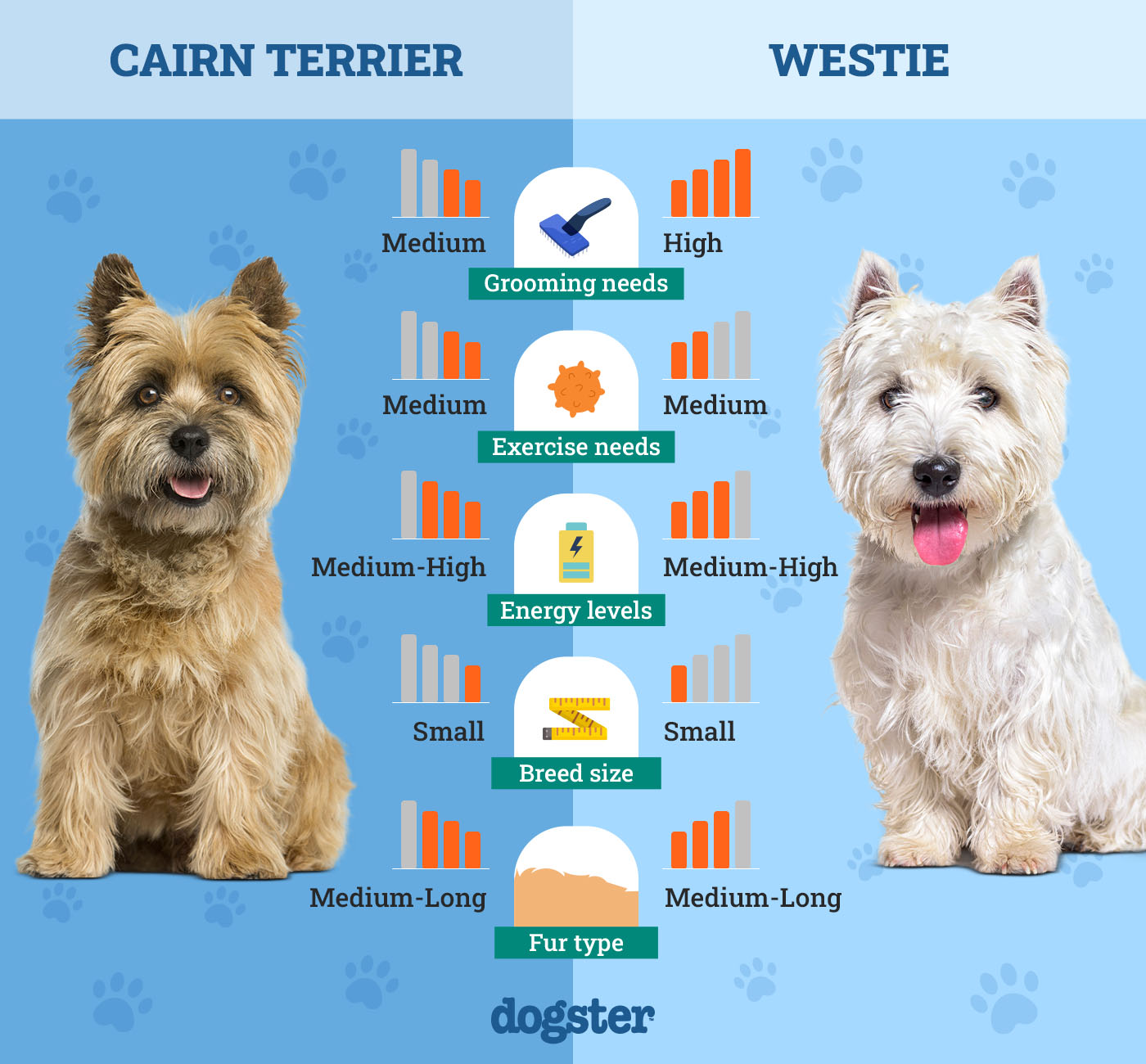 Dogster_Side by Side Comparison_ Cairn Terrier vs Westie