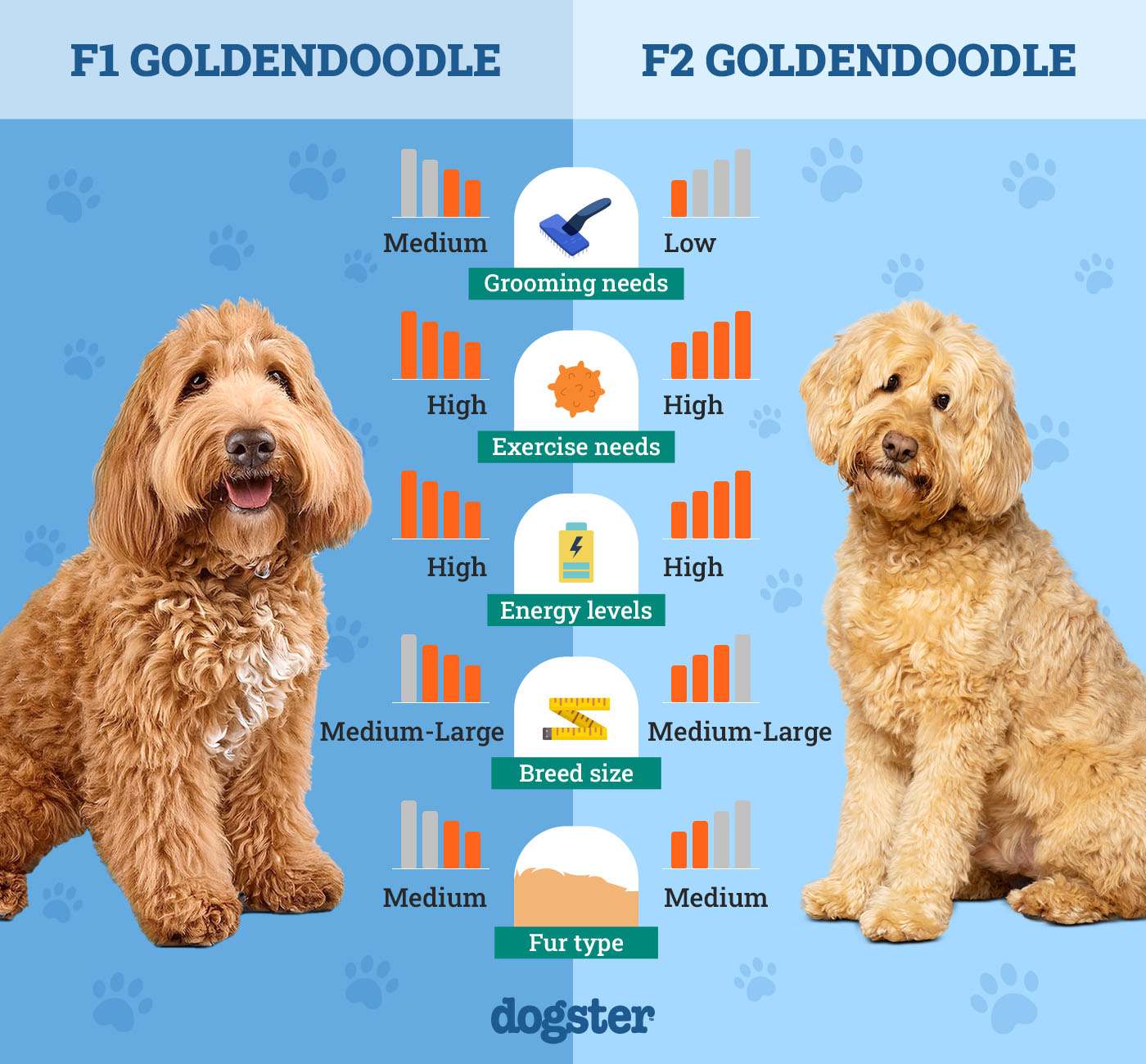 Dogster_Side by Side Comparison_ F1 Goldendoodle vs F2 Goldendoodle
