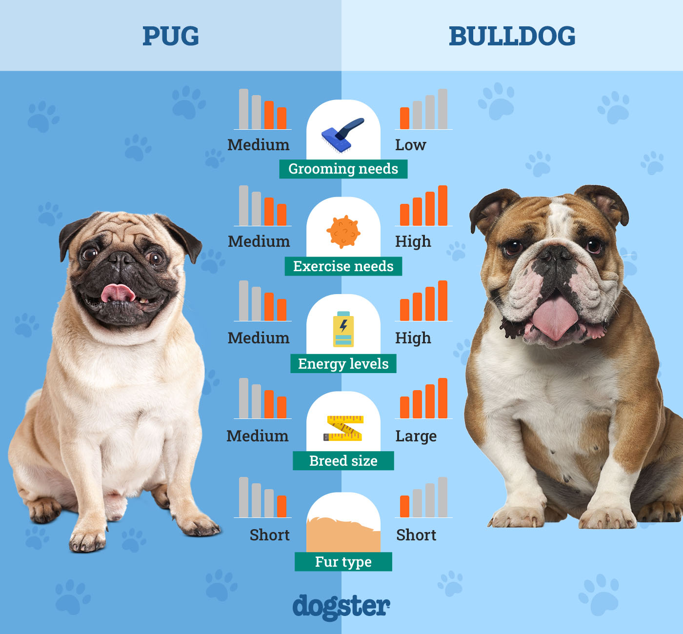 Dogster_Side by Side Comparison_ Pug vs Bulldog