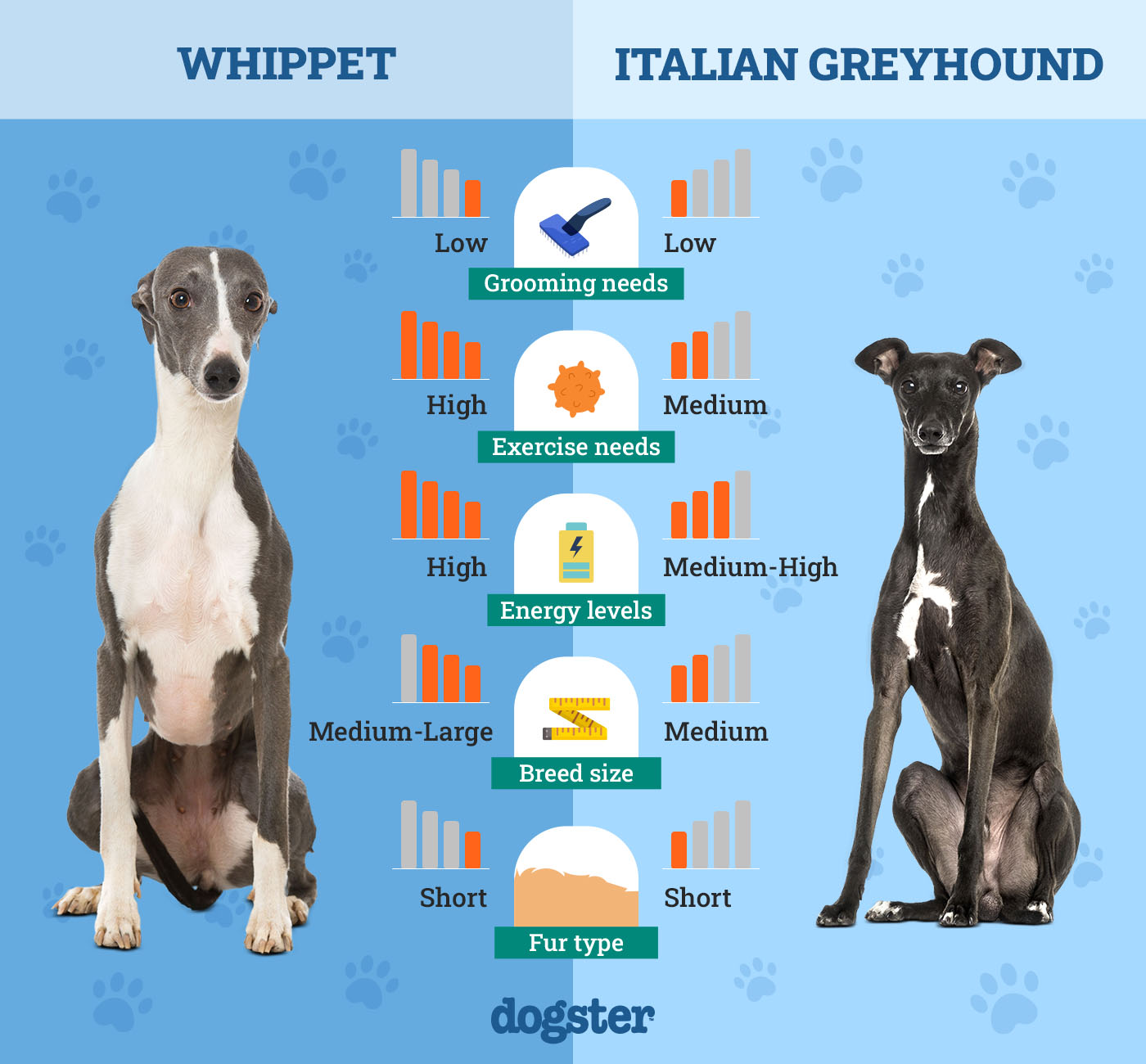 Dogster_Side by Side Comparison_ Whippet vs Italian Greyhound
