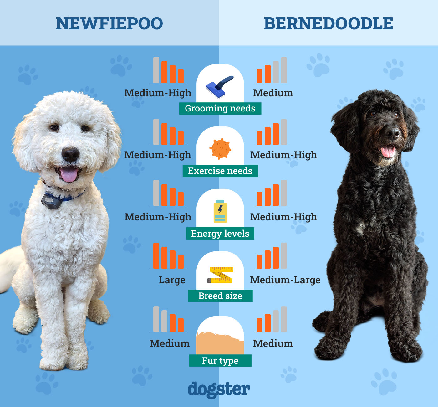 Dogster_Side by Side Comparison_Newfiepoo vs Bernedoodle