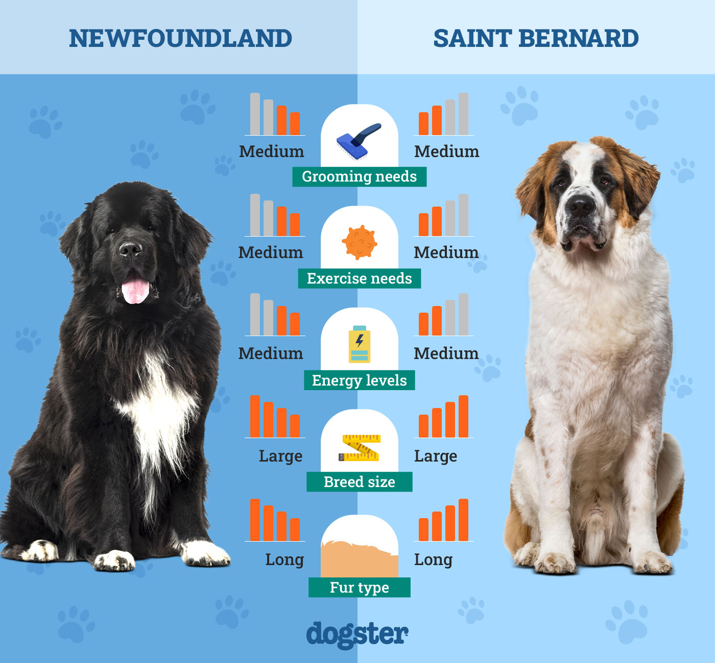 Dogster_Side by Side Comparison_Newfoundland vs Saint Bernard
