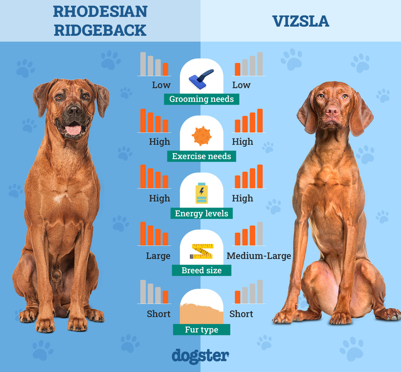 Dogster_Side by Side Comparison_Rhodesian Ridgeback vs Vizsla