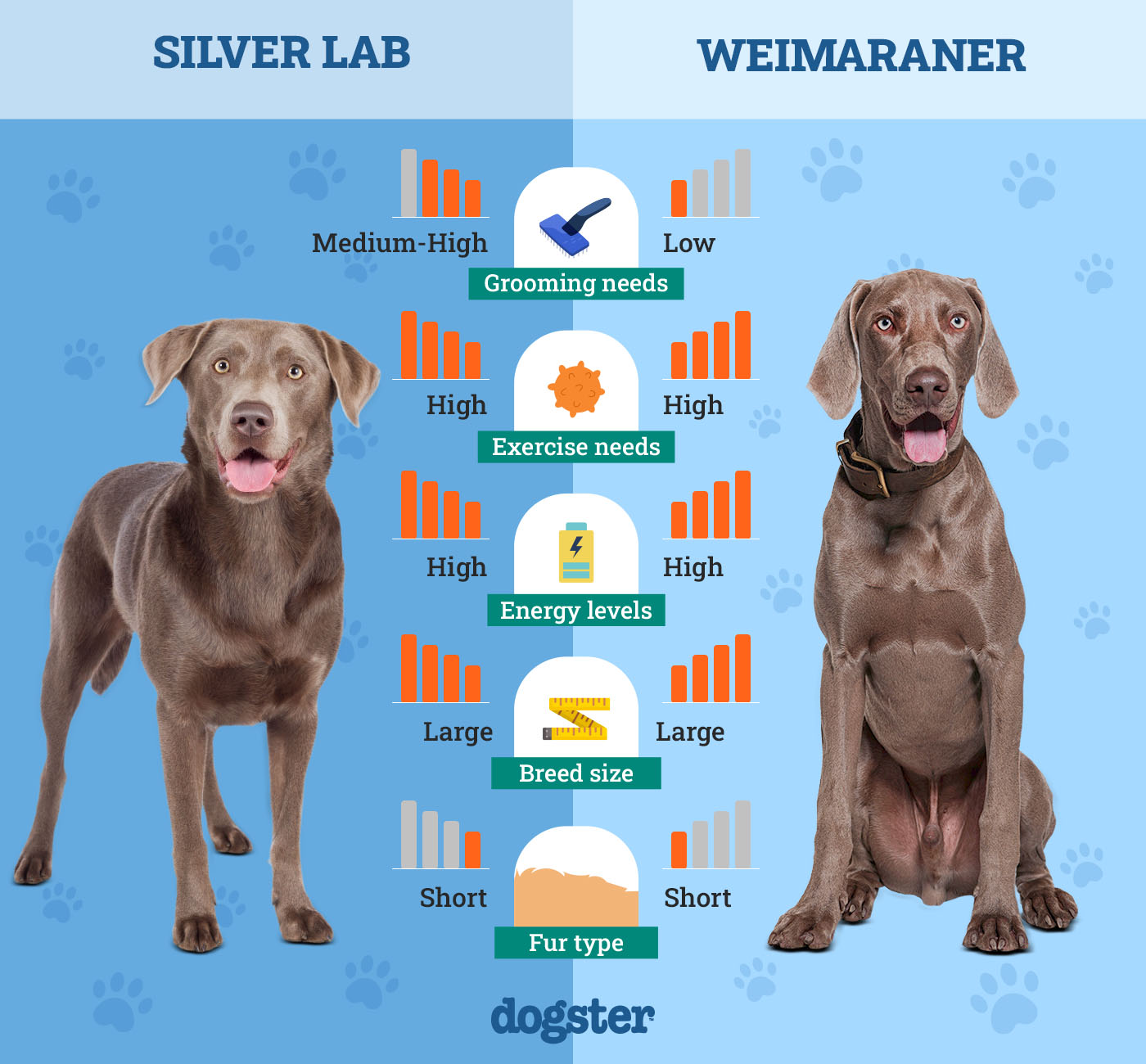 Dogster_Side by Side Comparison_Silver Lab vs Weimaraner