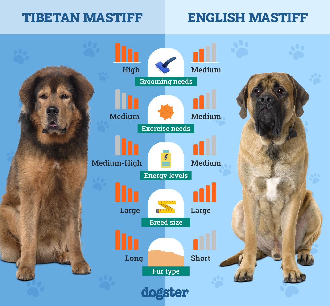 Dogster_Side by Side Comparison_Tibetan Mastiff vs English Mastiff