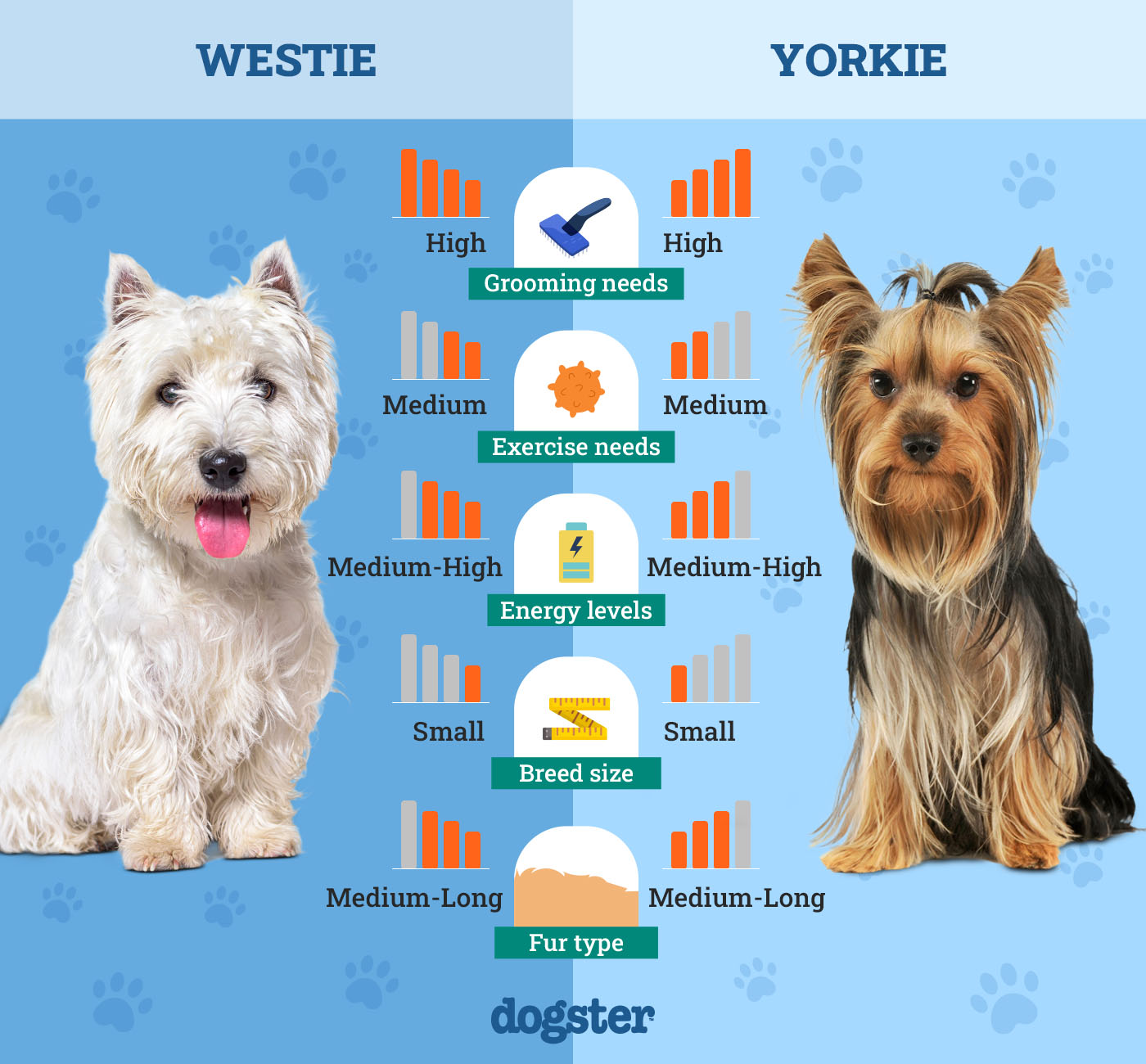 Dogster_Side by Side Comparison_Westie vs Yorkie